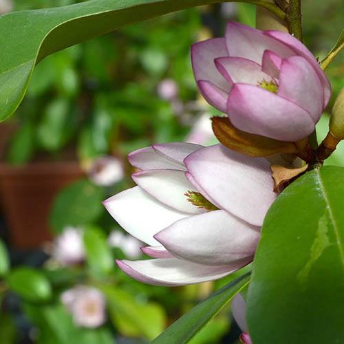 Magnolia Fairy Blush
