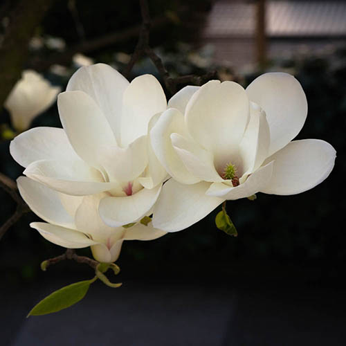 Magnolia Jade Lamp Standard