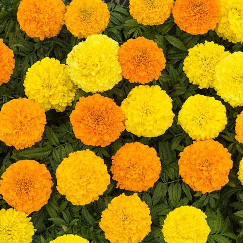 Marigold African Sun Mix