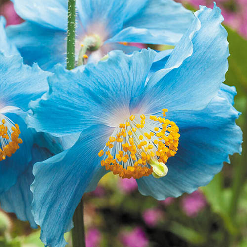 Meconopsis Himalayan Blue Poppy