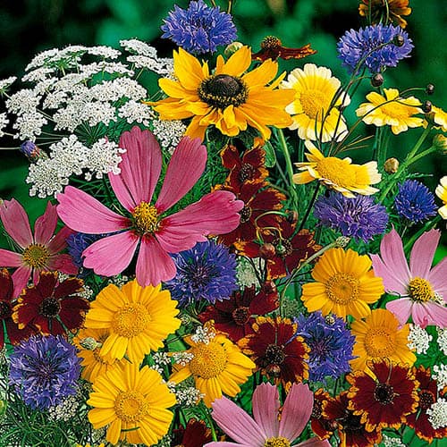 Mixed Wildlife Attracting Annuals Seed Mix