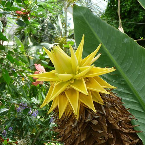 Musella lasiocarpa - Hardy Golden Lotus banana