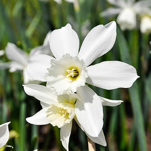 Narcissus Thalia