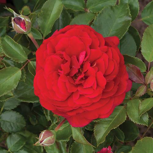 Old English Shrub Rose Red