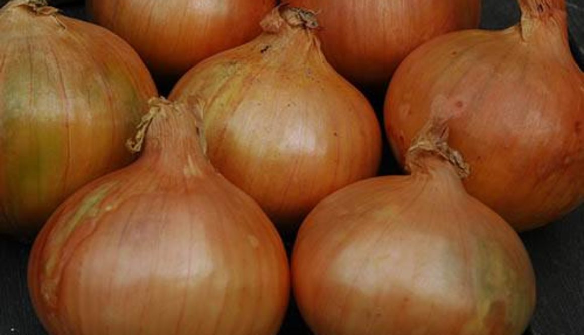 Onion Sets Stuttgart Giant