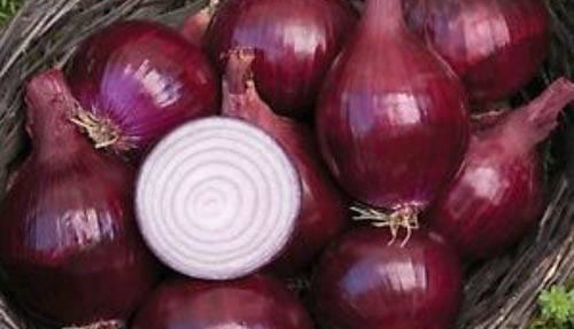 Onion set Red Baron