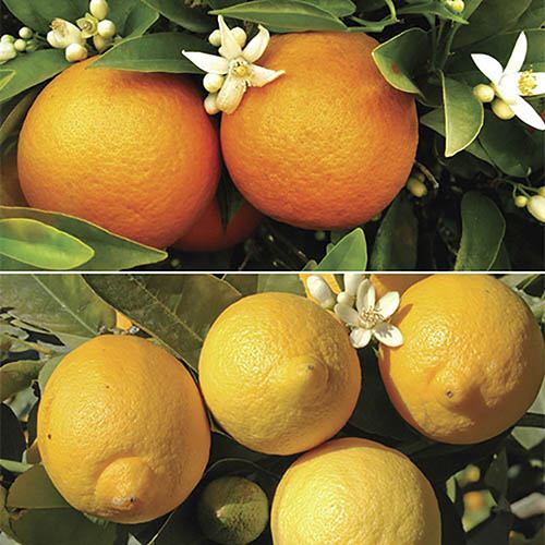 Orange and Lemon Tree Collection