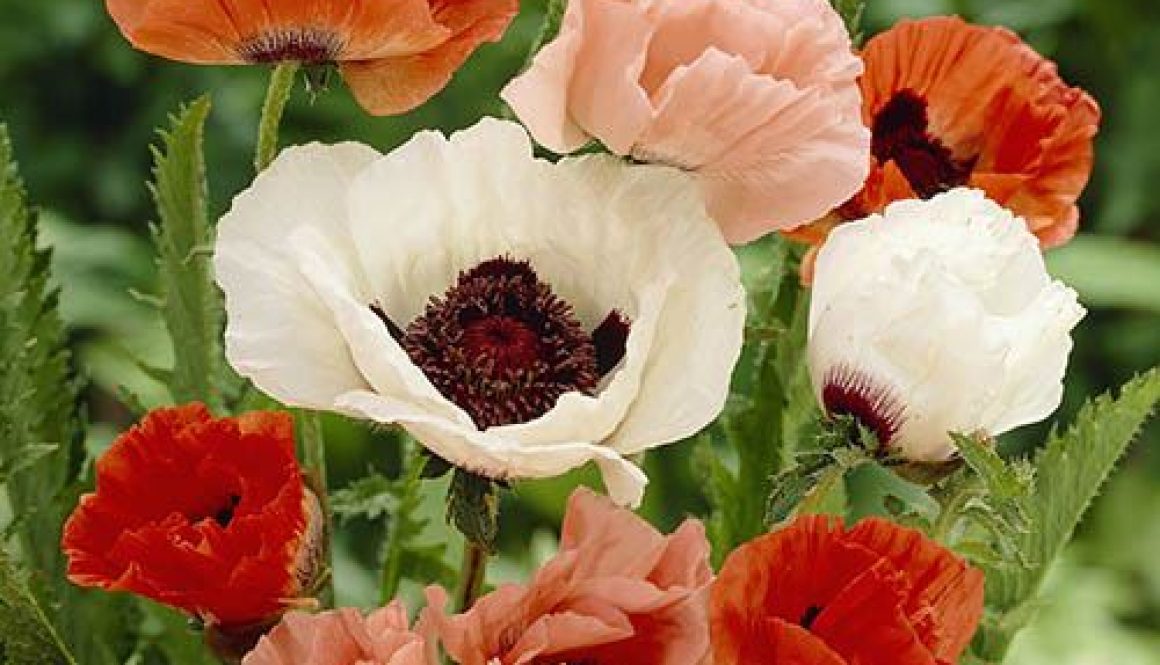 Oriental Poppy Collection