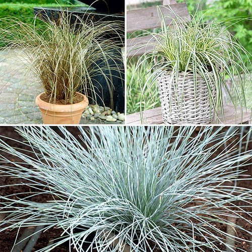 Ornamental Grasses collection