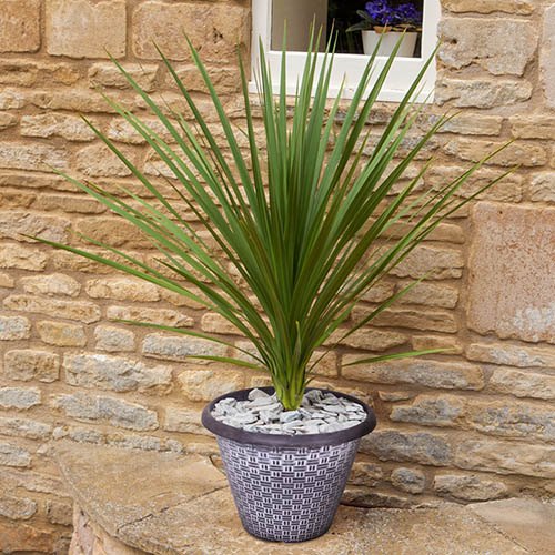 Pair of Cordyline and Decorative Planters