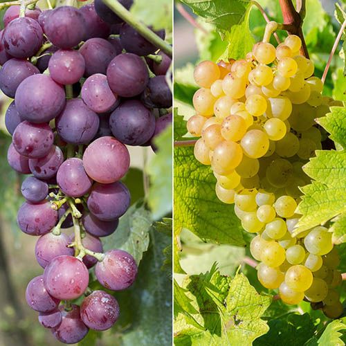 Pair of Grape Vines