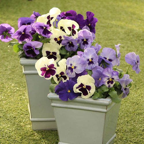 Pansy Oceana