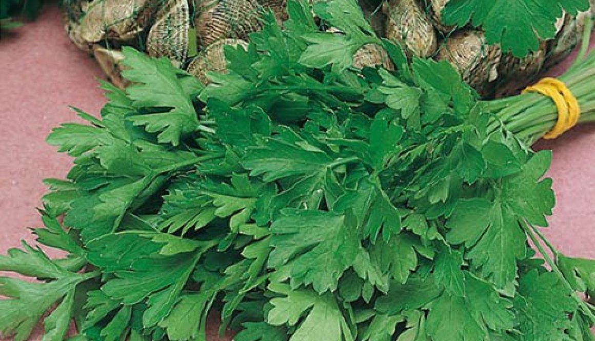 Parsley Giant of Italy Seeds