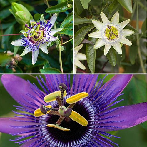 Passion Flower Collection