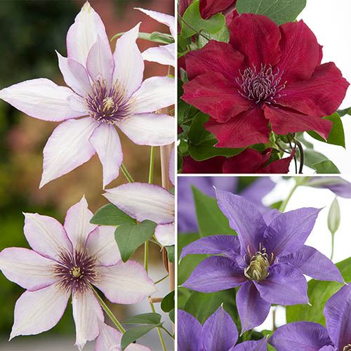 Patio Clematis Collection x 3, BOULEVARD(R) Series
