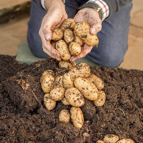 Patio Potato Grow Bag Kit