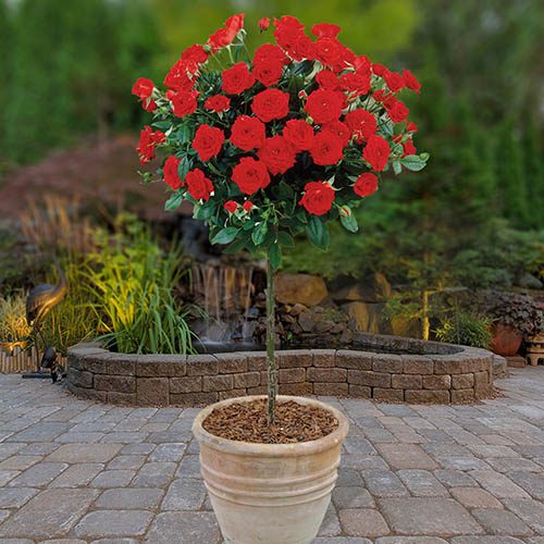 Patio Standard Rose Red