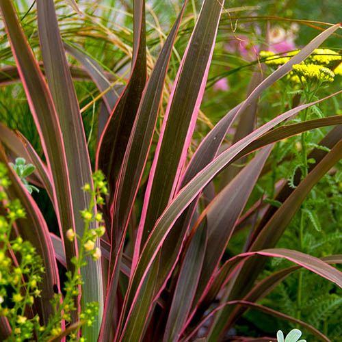 Phormium Sundowner Pink