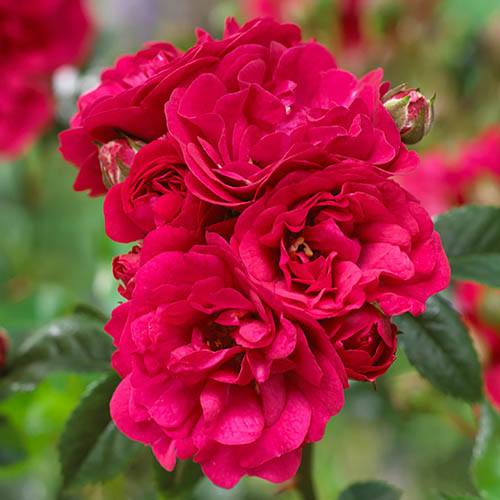Polyantha Rose The Fairy Red