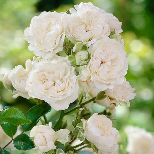 Polyantha Rose The Fairy White