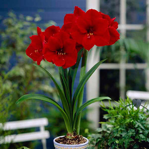 Red Amaryllis Bulb