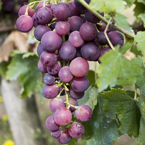 Red Grape Vine