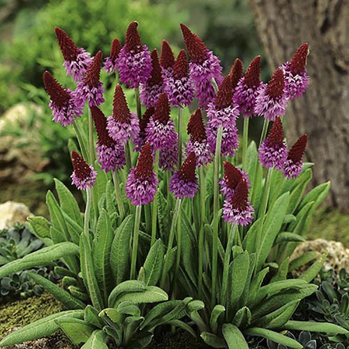 Red Hot Poker Primula - Primula vialii