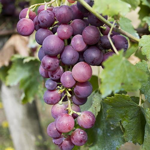 Red Table Grape