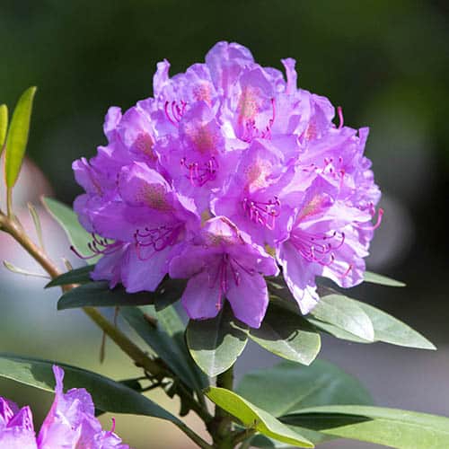 Rhododendron Catawbiensis Grandiflora