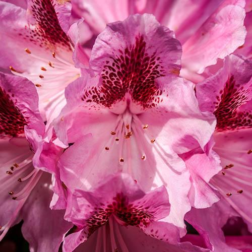 Rhododendron Cosmopolitan (Pink)