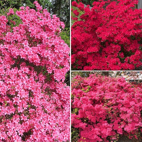 Rhododendrons (Japanese Azalea) Collection