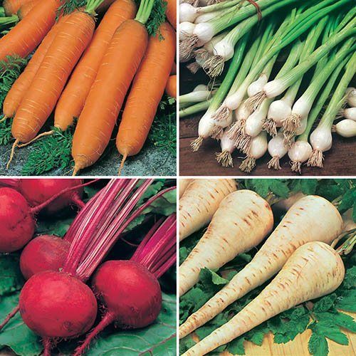 Root Vegetable Seed Collection