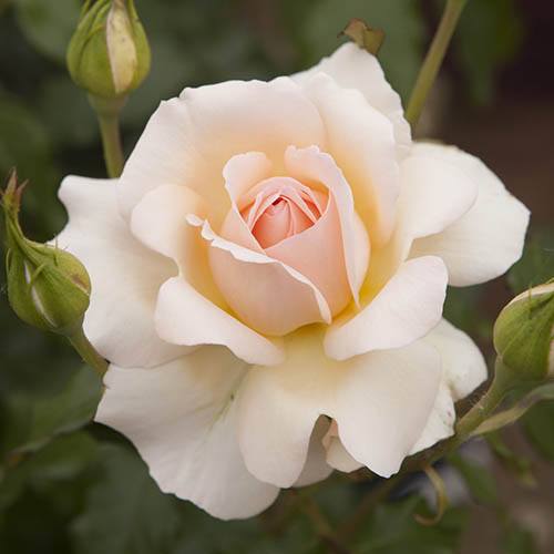 Rose Chandos Beauty