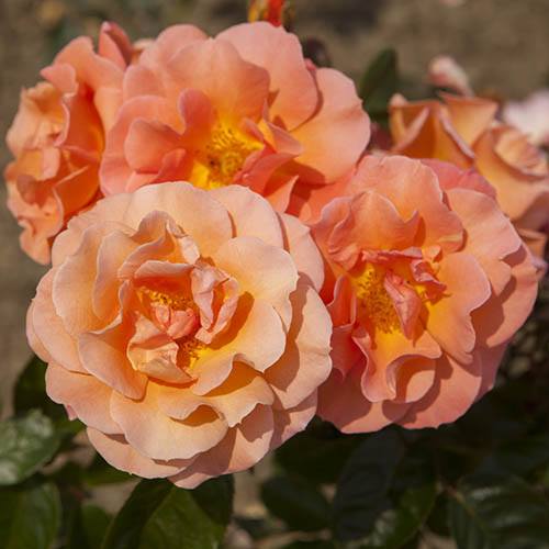 Rose Scent from Heaven Rose of Year 2017