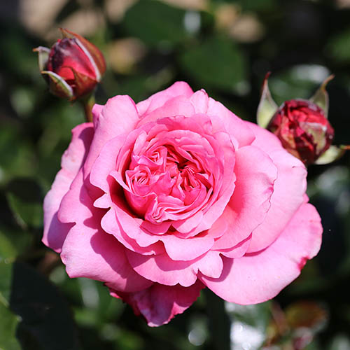 Rose Timeless Pink