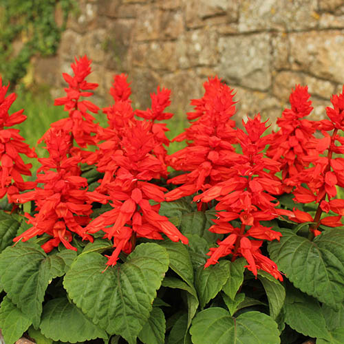 Salvia Desert Fire