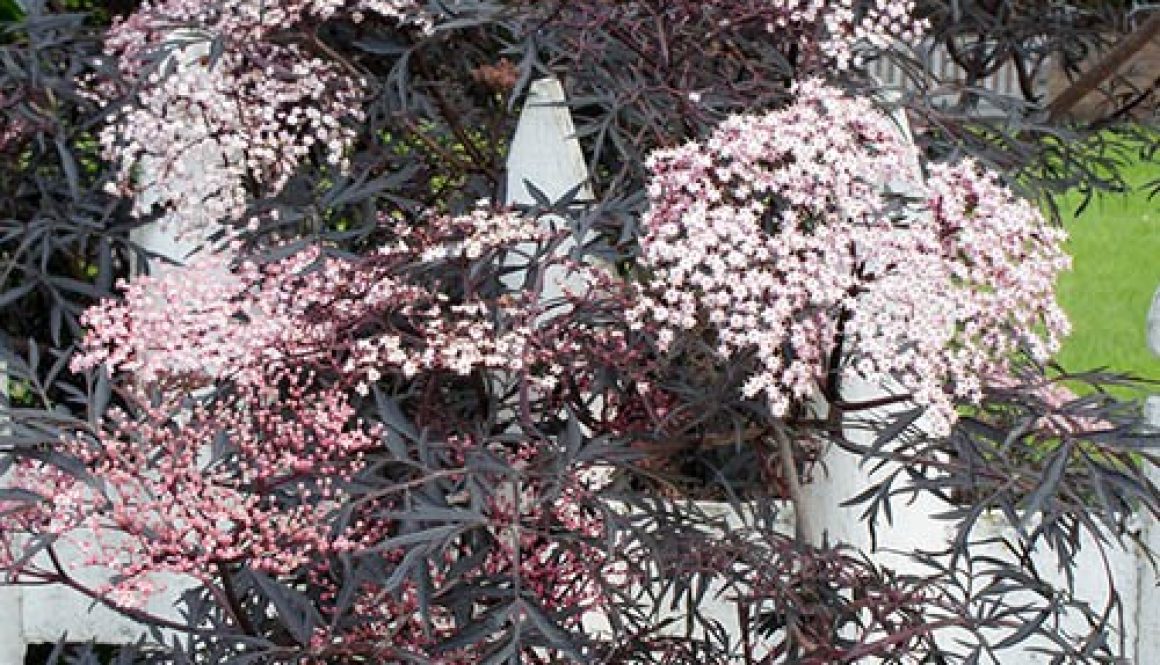 Sambucus nigra Black Lace