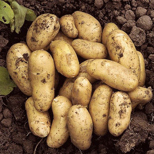 Seed Potato Charlotte - 6 Pack