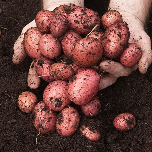 Seed Potato Desiree - Pack of 6 Tubers
