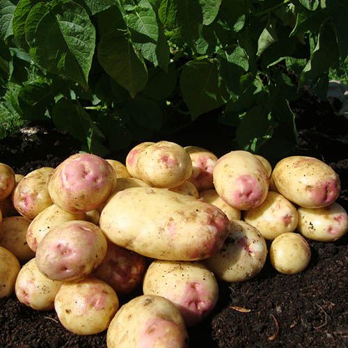 Seed Potato King Edward - maincrop