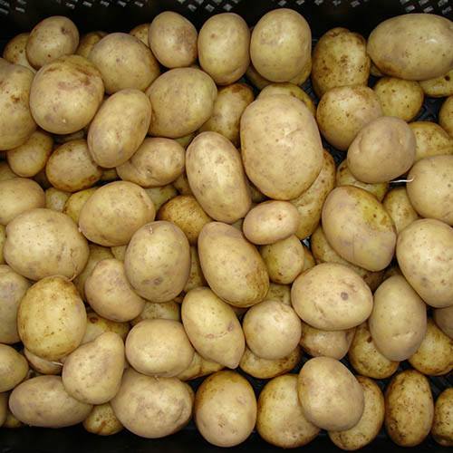 Seed Potato Maris Piper (Maincrop)