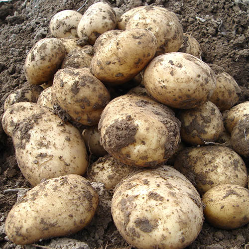 Seed Potato Pentland Javelin (Early)