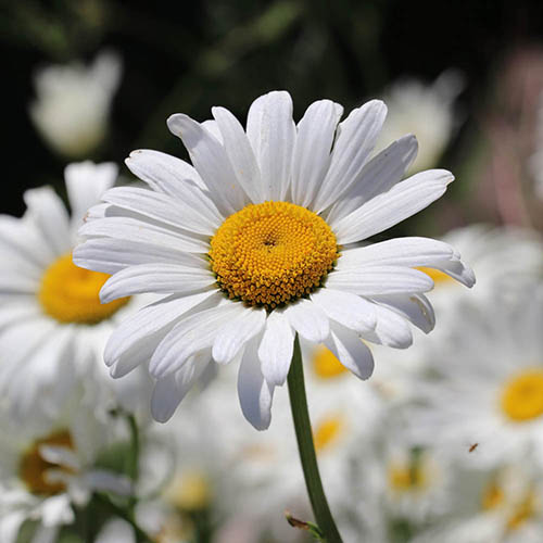 Shasta Daisy Real Neat