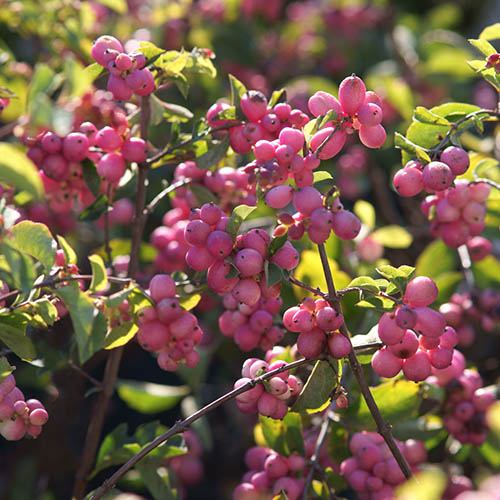 Snowberry Symphoricarpus doorenbosii Magical Candy