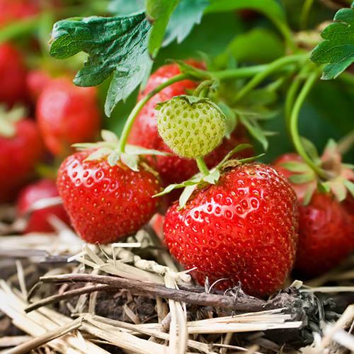 Strawberry Cambridge Favourite