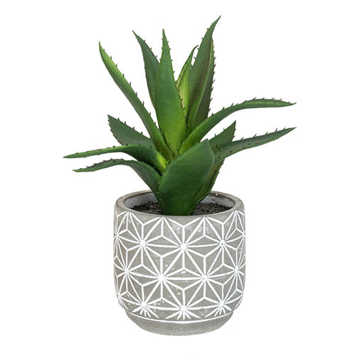 Stylish Potted Cacti