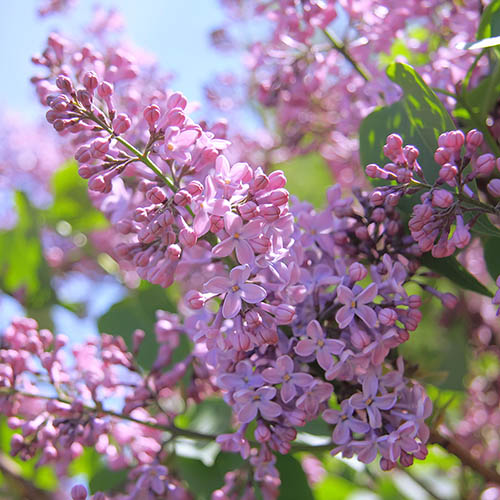 Syringa vulgaris (Fragrant Lilac)