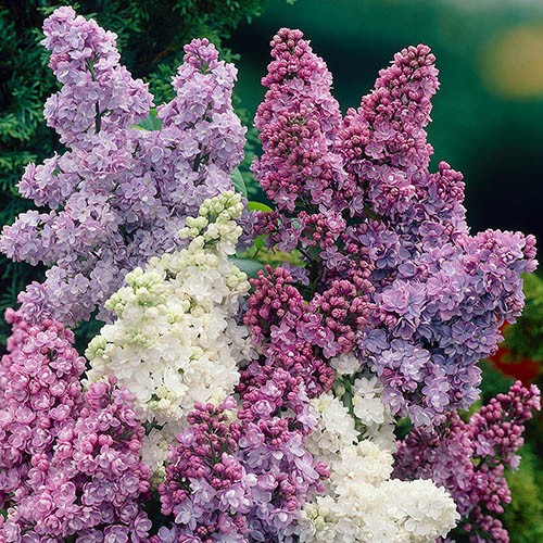 Syringa vulgaris, Lilac Tricolor