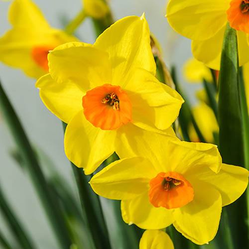 Tazetta Daffodil Narcissus Hoopoe