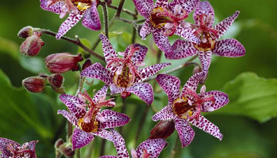 Toad Lily, Tricyrtis formosana Purple Beauty